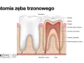 Ból po leczeniu kanałowym: normalne czy niepokojące? Poradnik