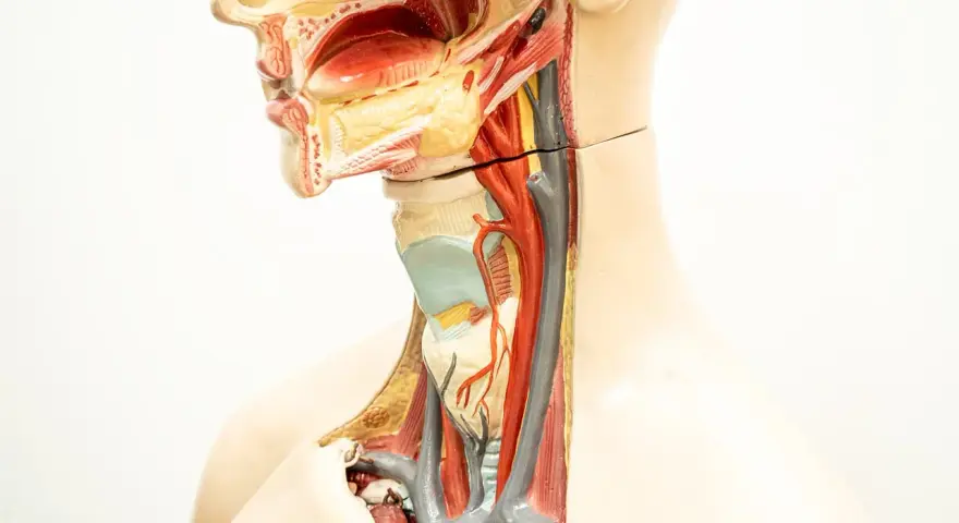 Model anatomiczny szyi i głowy, ukazujący drogi oddechowe i naczynia. Wczesne objawy raka krtani mogą być subtelne.