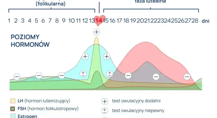 Wykres poziomu hormonów w cyklu menstruacyjnym. Pokazuje zmiany FSH, LH, estrogenu i progesteronu. Badanie FSH pomaga ocenić płodność.