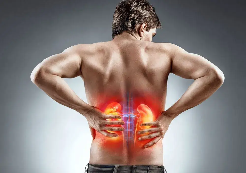 Anatomia nerek i ich położenie w ciele człowieka